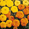 Marigold (African) Sunset Giants Seeds