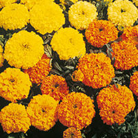 Marigold (African) Sunset Giants Seeds