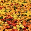 Marigold (Afro-French) Plants - Zenith Mix