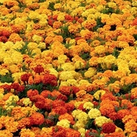 Marigold (Afro-French) Plants - Zenith Mix