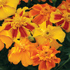 Marigold (Afro-French) Seeds - Sunburst Mixed F1