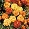 Marigold (Afro-French) Seeds - Zenith Mixed F1
