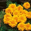 Marigold (Afro-French) Seeds - Zenith Orange F1