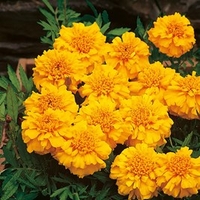 Marigold (Afro-French) Seeds - Zenith Orange F1