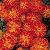 Marigold (Afro-French) Seeds - Zenith RED F1