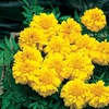 Marigold (Afro-French) Seeds - Zenith YELLOW F1