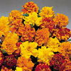 Marigold (Dwarf French) Seeds - Safari Mixed