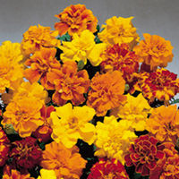 Marigold (Dwarf French) Seeds - Safari Mixed