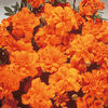 Marigold (Dwarf French) Seeds - Safari Tangerine