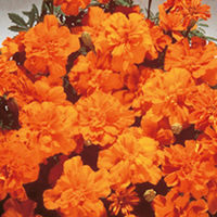 Marigold (Dwarf French) Seeds - Safari Tangerine
