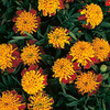 Marigold (Dwarf French) Seeds - Tiger Eyes