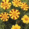Marigold (Dwarf French) Single Pinwheel Seeds