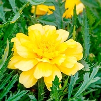 Marigold French Seeds - Alumia Vanilla Cream