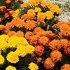 Marigold (French) Seeds - Boy 0