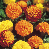 Marigold French Seeds - Boy-O-Boy Mix
