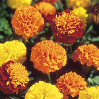 Marigold French Seeds - Boy-O-Boy Mix
