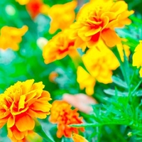 Marigold (French) Seeds - Defender