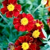 Marigold (French) Seeds - Red Knight
