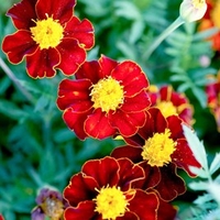 Marigold (French) Seeds - Red Knight