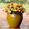 Marigold French Seeds - Strawberry Blonde
