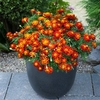 Marigold Plant - Firebird