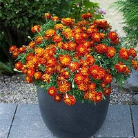 Marigold Plant - Firebird