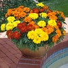 Marigold Plants - Durango Mixed