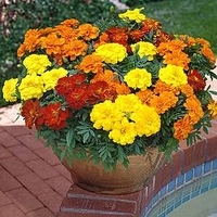 Marigold Plants - Durgango Mixed
