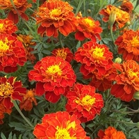 Marigold Plants - Firebird
