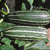 Marrow Seeds - Badger Cross F1