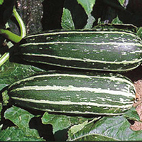 Marrow Seeds - Badger Cross F1