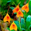 Masdevallia Orchid Plant - Orange