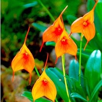 Masdevallia Orchid Plant - Orange