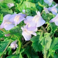 Mazua reptans Plant