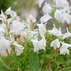Mazus reptans Plant - Alba