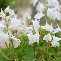 Mazus reptans Plant - Alba