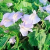 Mazus reptans Plant