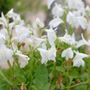 Mazus reptans Plants - Alba