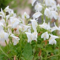Mazus reptans Plants - Alba