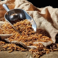 Meal Worms (Bag) 1 kg