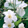 Meconopsis Plant - Alba