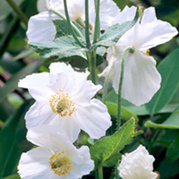 Meconopsis Plant - Alba