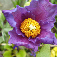 Meconopsis Plant - Hensol Violet