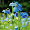 Meconopsis Plant - Lingholm