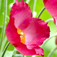 Meconopsis Plant - Napaulensis