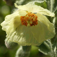 Meconopsis Plant - paniculata