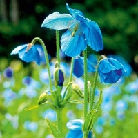 Meconopsis Seeds - Lingholm