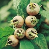 Medlar Tree - Westeveldt