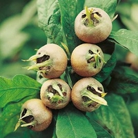 Medlar Tree - Westeveldt