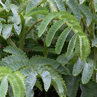 Melianthus Plant - Major